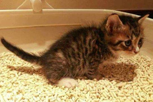 小貓吃貓砂怎么辦