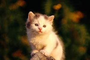 貓貓上火便秘怎么辦