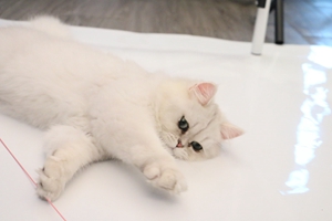 養(yǎng)金吉拉貓的方法是什么