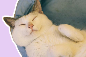 貓為什么老是在貓砂里睡覺