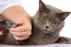 怎么給小貓剪指甲