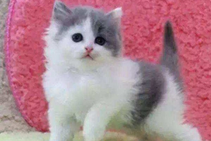 怎樣養(yǎng)小貓