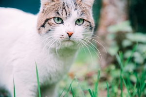 貓貓上火怎么辦