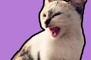 小貓咪晚上一直叫怎么辦