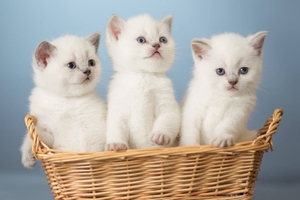 新手養(yǎng)貓注意事項是什么