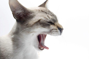 貓咪嘴巴臭怎么辦