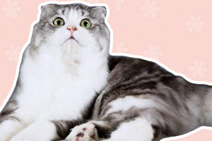 折耳貓如何剪指甲