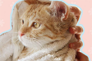 貓貓洗澡要注意什么