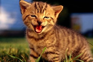 小貓毛稀疏怎么辦