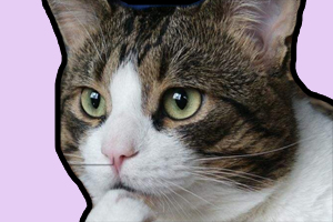 貓貓為什么吃貓砂