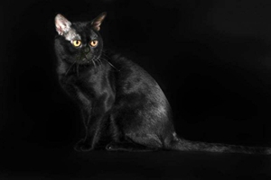 怎樣防止孟買貓掉毛