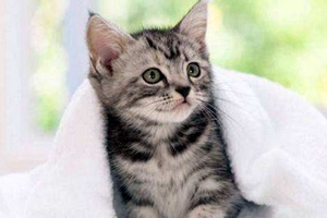 2個月的小貓怎么喂養(yǎng)