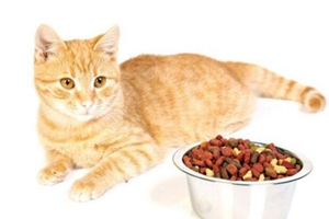 怎么鑒定貓糧好不好