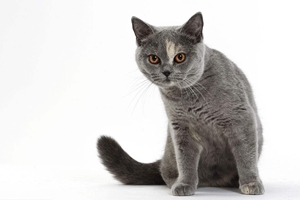 一個(gè)月的英短怎么養(yǎng)