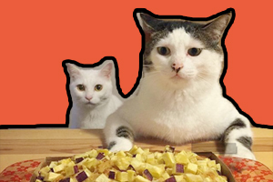 貓只吃肉怎么辦