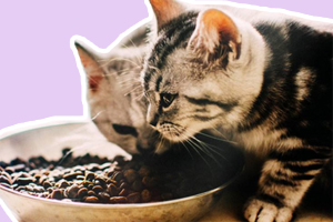 小貓咪不吃東西怎么辦