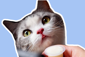 小貓咪只喝水不吃東西怎么辦