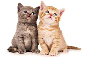 小奶貓怎么分公母