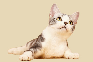 美國短毛貓吃什么