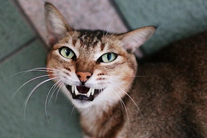 貓咪牙結(jié)石怎么去除