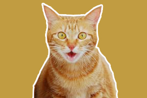 中華田園貓吃什么能胖