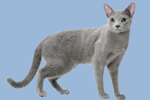 俄羅斯藍(lán)貓喜歡吃什么