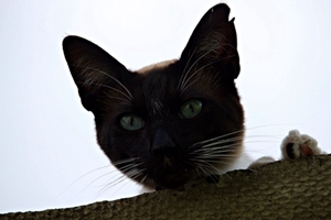 養(yǎng)暹羅貓要注意什么