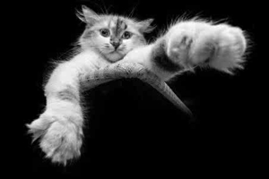 如何給小貓剪指甲