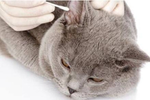 怎么幫貓咪洗耳朵