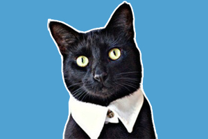 寵物貓項(xiàng)圈diy怎么做