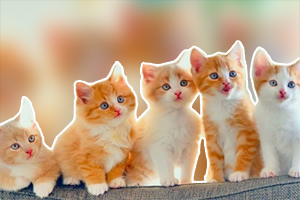 小貓咪吃什么對身體好