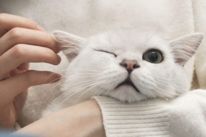 貓咪的耳朵怎么清理