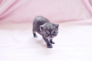 如何給小貓斷奶