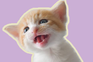 小奶貓一直叫怎么辦