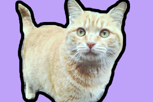 流浪貓身上有跳蚤怎么辦