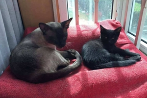 暹羅貓幼貓怎么養(yǎng)