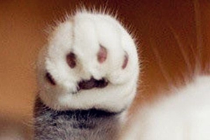 小貓指甲怎么剪