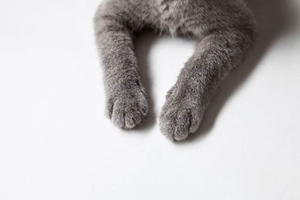 給小貓剪指甲怎么剪