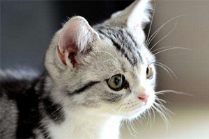 如何給貓貓清潔耳朵