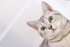 貓咪怎么補(bǔ)鈣