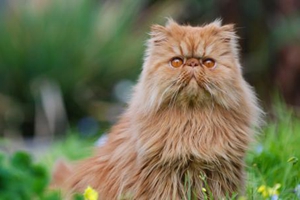 如何養(yǎng)波斯貓