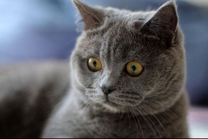 短毛貓如何飼養(yǎng)