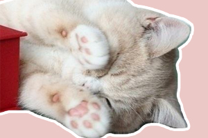 貓爪子的肉墊怎么護理