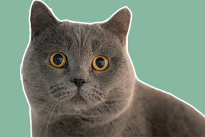 英短貓?jiān)趺答B(yǎng)