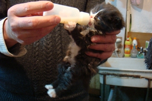 小奶貓怎么喂奶