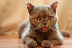 小貓不吃貓糧怎么辦