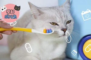 怎么給貓咪喂藥