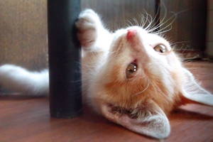 家貓怎么養(yǎng)胖