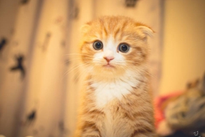 折耳貓如何清理耳朵