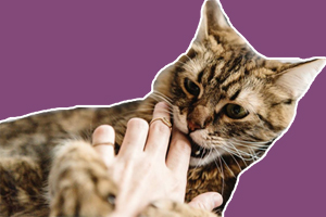 貓咪愛咬人是什么原因